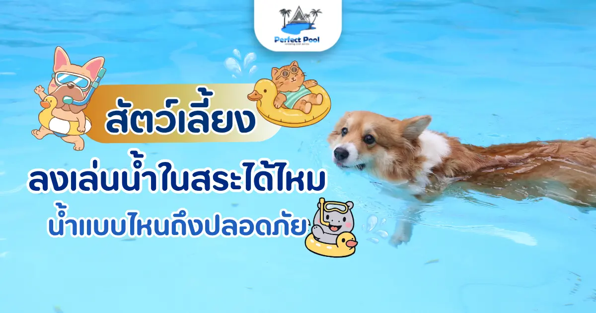 สัตว์เลี้ยงลงเล่นน้ำในสระได้ไหม น้ำแบบไหนถึงปลอดภัย