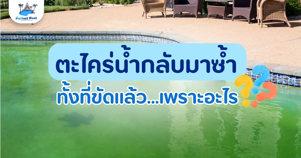 ตะไคร่กลับมาซ้ำทั้งที่ขัดแล้ว เพราะอะไร