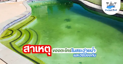 สาเหตุของตะไคร่ในสระว่ายน้ำ และวิธีป้องกัน | ดูแลสระว่ายน้ำเชียงใหม่