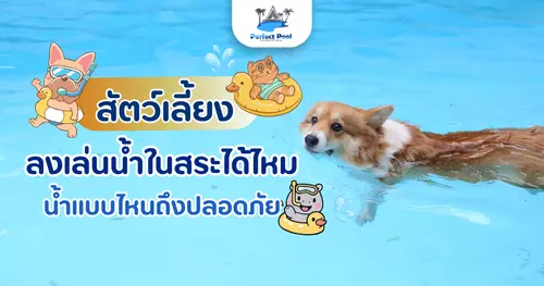 สัตว์เลี้ยงลงเล่นน้ำในสระได้ไหม น้ำแบบไหนถึงปลอดภัย