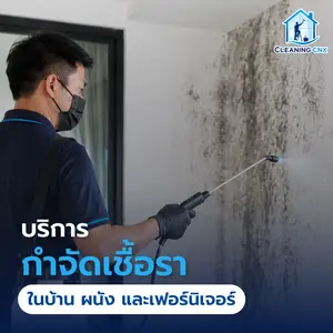 บริการกำจัดเชื้อรา ในบ้าน ผนัง และเฟอร์นิเจอร์ เชียงใหม่