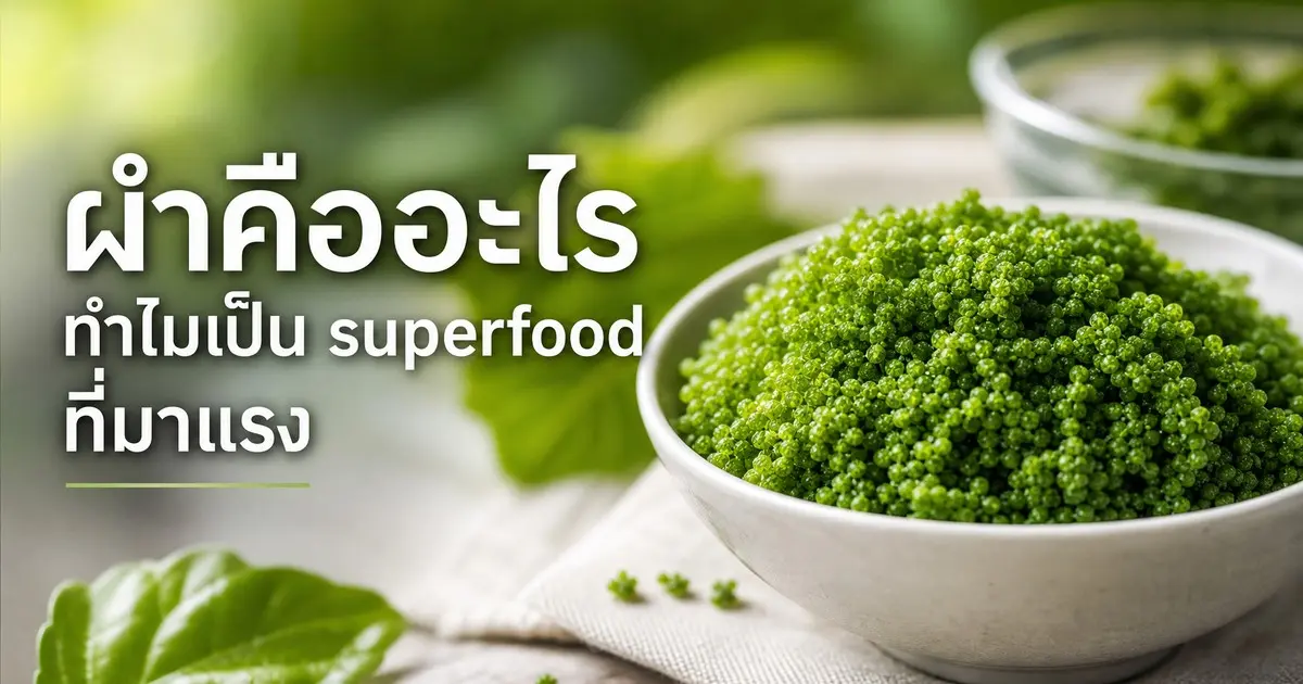ผำคืออะไร ทำไมเป็น superfood ที่กำลังมาแรง