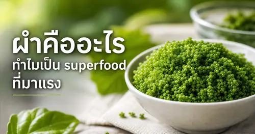 ผำคืออะไร ทำไมเป็น superfood ที่กำลังมาแรง